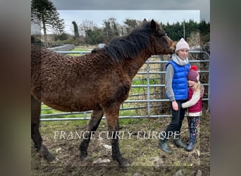 Curly horse, Stallion, 1 year, 15.2 hh, Bay