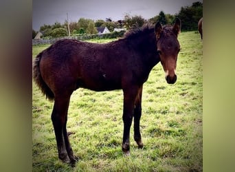 Curly horse, Stallion, 1 year, 15.2 hh, Bay