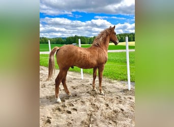 Curly horse, Stallion, 1 year, 15.2 hh