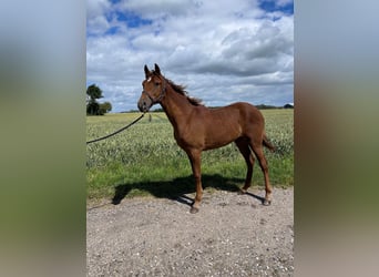 Curly horse, Stallion, 1 year, 15 hh, Chestnut-Red