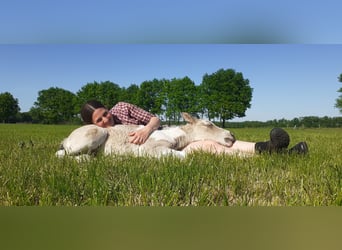 Curly horse, Stallion, 1 year, 15,2 hh, Dun