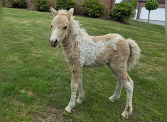 Curly horse, Stallion, 1 year, 8.3 hh, Palomino