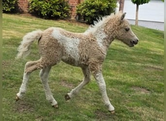 Curly horse, Stallion, 1 year, 8,3 hh, Palomino