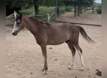 Curly horse, Stallion, 1 year, Roan-Bay