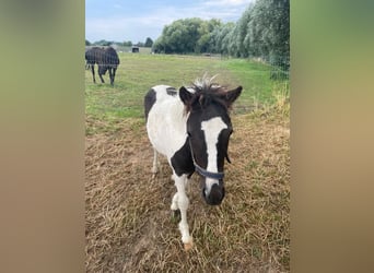 Curly horse, Stallion, 2 years, 10.2 hh, Tobiano-all-colors