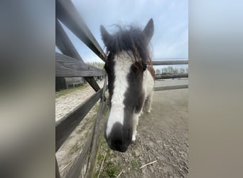 Curly horse, Stallion, 2 years, 11.1 hh, Tobiano-all-colors