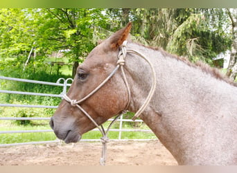 Curly horse, Stallion, 2 years, 12.2 hh
