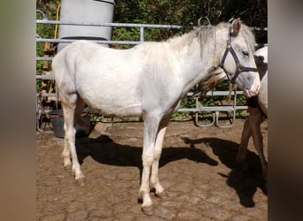 Curly horse Mix, Stallion, 2 years, 14.1 hh, Can be white
