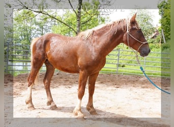 Curly horse, Stallion, 2 years, 14.2 hh, Chestnut