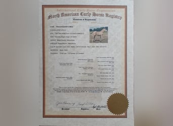 Curly horse, Stallion, 2 years, 14,2 hh, Dun