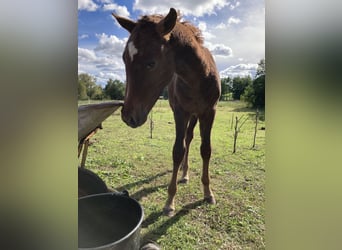 Curly horse, Stallion, 2 years, 15.1 hh, Sorrel