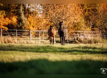 Curly horse, Stallion, 2 years, 15 hh