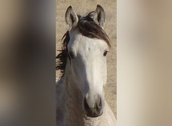 Curly horse, Stallion, 2 years, 15 hh, Buckskin