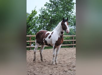 Curly horse, Stallion, 2 years, 16 hh, Pinto