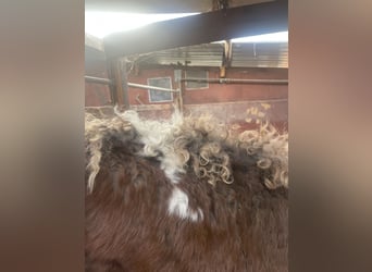 Curly horse, Stallion, 3 years, 13,1 hh