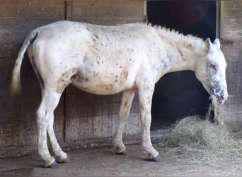 Curly horse, Stallion, 3 years, 13,2 hh, Leopard-Piebald