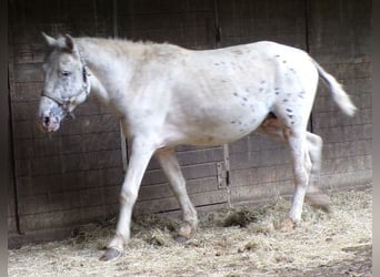 Curly horse, Stallion, 3 years, 13,2 hh, Leopard-Piebald