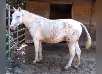 Curly horse, Stallion, 3 years, 13,2 hh, Leopard-Piebald