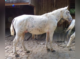 Curly horse, Stallion, 3 years, 13,2 hh, Leopard-Piebald