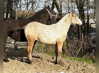 Curly horse, Stallion, 3 years, 14.2 hh, Dun