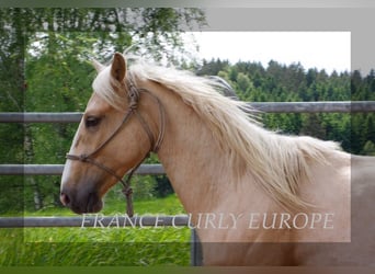 Curly horse, Stallion, 3 years, 14.2 hh, Palomino