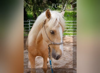 Curly horse, Stallion, 3 years, 14.2 hh, Palomino