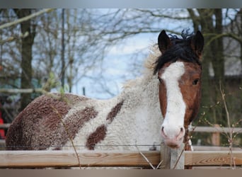 Curly horse, Stallion, 3 years, 15.3 hh, Pinto