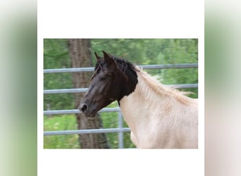 Curly horse, Stallion, 4 years, 14.1 hh, Tobiano-all-colors