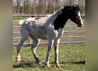 Curly horse, Stallion, 4 years, 14.1 hh, Tobiano-all-colors