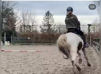 Curly horse, Stallion, 4 years, 14 hh, Tobiano-all-colors