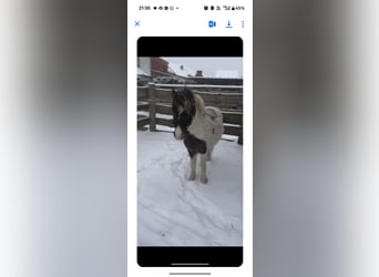 Curly horse, Stallion, 5 years, 9,1 hh