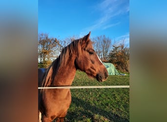 Curly horse, Stallion, 6 years, 14.2 hh, Chestnut-Red