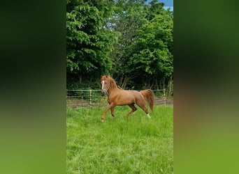 Curly horse, Stallion, 6 years, 14,2 hh, Chestnut-Red