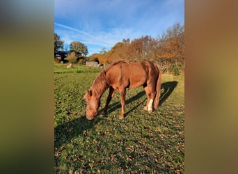 Curly horse, Stallion, 6 years, 14.2 hh, Chestnut-Red