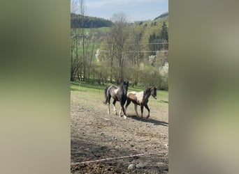 Curly horse, Stallion, 7 years, 15.1 hh, Tobiano-all-colors