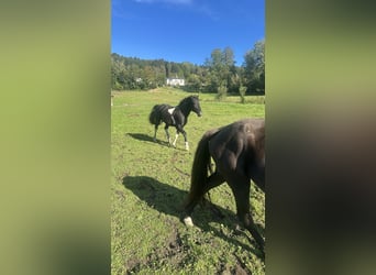 Curly horse, Stallion, 7 years, 15.1 hh, Tobiano-all-colors