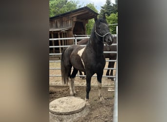 Curly horse, Stallion, 7 years, 15.1 hh, Tobiano-all-colors