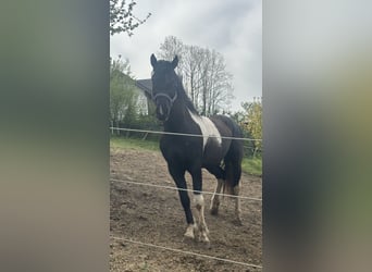 Curly horse, Stallion, 7 years, 15.1 hh, Tobiano-all-colors