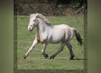 Curly horse, Stallion, 7 years, 15.2 hh, Buckskin