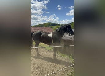Curly horse, Stallion, 7 years, 15,1 hh, Tobiano-all-colors