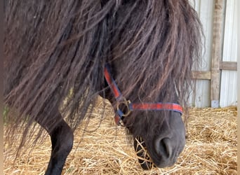 Curly horse Mix, Stallion, 8 years, 10.2 hh, Black