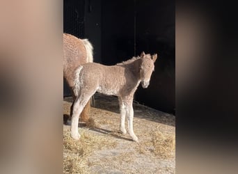 Curly horse, Stallion, Foal (04/2024), 10.1 hh