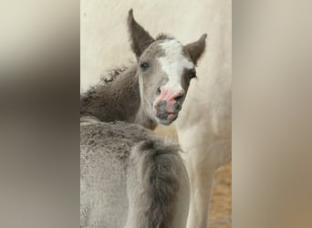 Curly horse, Stallion, Foal (05/2026), 14.2 hh, Black