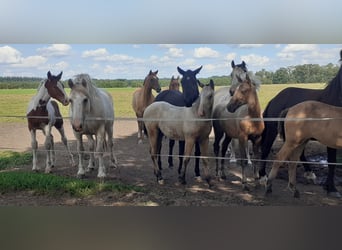 Curly horse, Stallion, Foal (05/2023), 14.2 hh, Dun