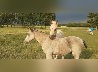 Curly horse, Stallion, Foal (05/2023), 14.2 hh, Dun
