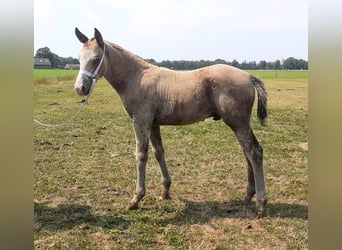 Curly horse, Stallion, Foal (05/2023), 14.2 hh, Dun