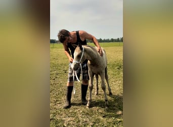 Curly horse, Stallion, Foal (05/2023), 14.2 hh, Dun