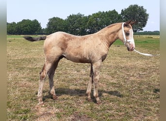 Curly horse, Stallion, Foal (05/2023), 14.2 hh, Dun