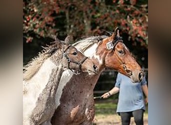 Curly Horse, Hengst, Fohlen (06/2024), 14,2 hh, Roan-Blue