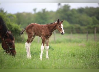 Curly horse, Stallion, , 14,2 hh, Champagne